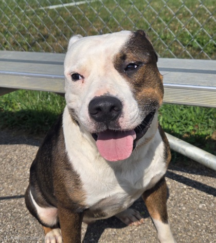 ALISTAIR - American Pit Bull Terrier / Mix available for adoption