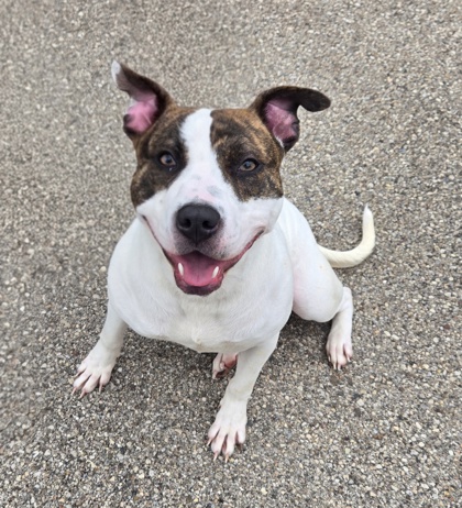 FLOWER - American Pit Bull Terrier / Mix available for adoption