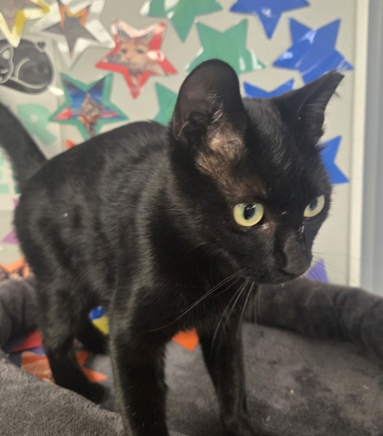 BINX - American Shorthair / Mix available for adoption