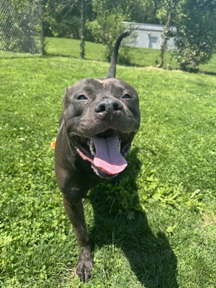 RONNO - American Pit Bull Terrier / American Pit Bull Terrier available for adoption