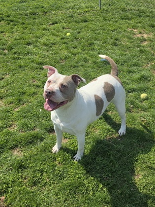 CHUNK-O-POTOMUS - American Pit Bull Terrier / Mix available for adoption