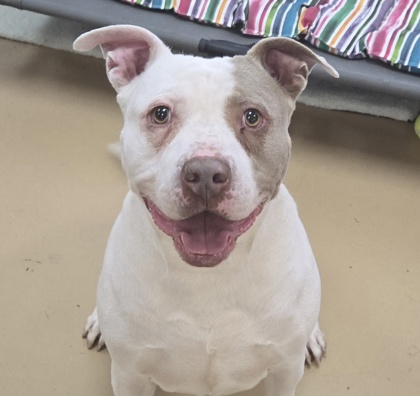 CHUNK-O-POTOMUS - American Pit Bull Terrier / Mix available for adoption
