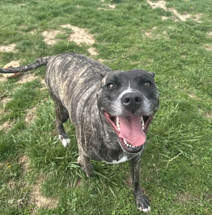 CHLOE - American Pit Bull Terrier / Mix available for adoption