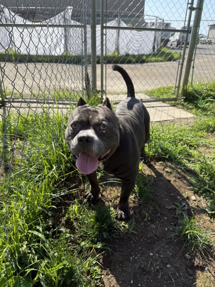 SULLIVAN - American Pit Bull Terrier / Mix available for adoption