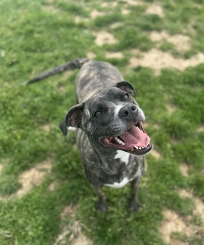 CHLOE - American Pit Bull Terrier / Mix available for adoption