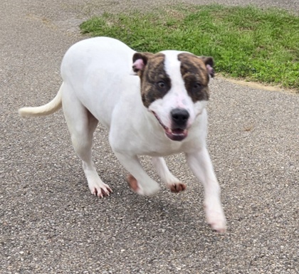 FLOWER - American Pit Bull Terrier / Mix available for adoption