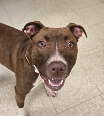 ECHO - American Pit Bull Terrier / Mix available for adoption