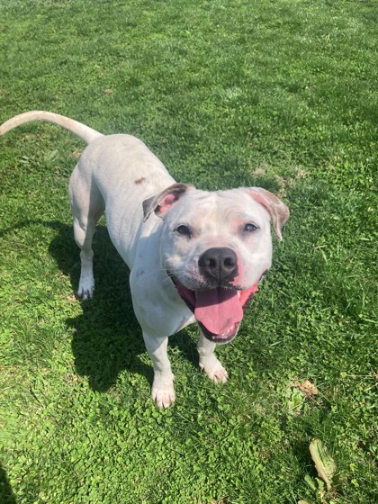 CRANBERRY - American Pit Bull Terrier / Mix available for adoption