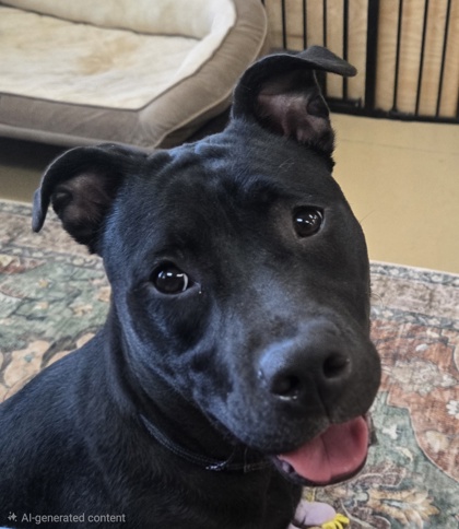 GIGGLES MCDIMPLES - American Pit Bull Terrier / Mix available for adoption