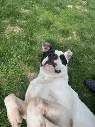 PO - American Bulldog / Mix available for adoption