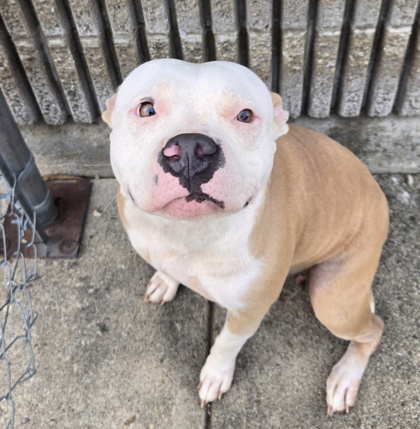STRAWBERRY SHORTCAKE - English Bulldog / Mix available for adoption