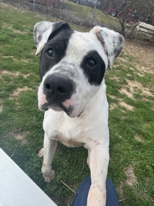 PO - American Bulldog / Mix available for adoption