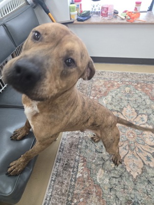 REX - American Pit Bull Terrier / Mix available for adoption