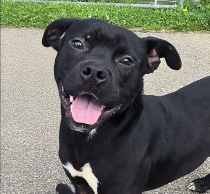 ZORRO - American Pit Bull Terrier / Mix available for adoption