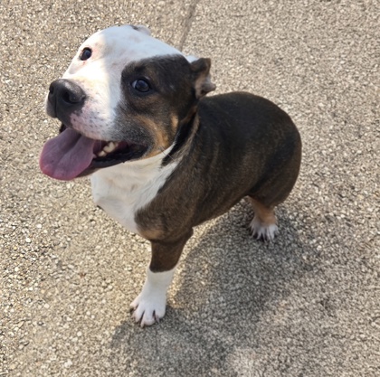 ALISTAIR - American Pit Bull Terrier / Mix available for adoption