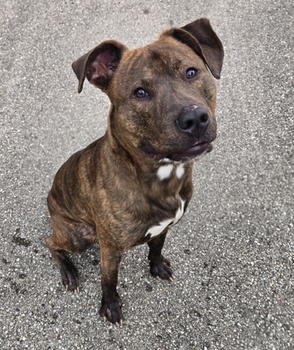 MAXIMUS - American Staffordshire Terrier / Mix available for adoption