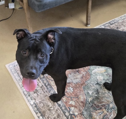 GIGGLES MCDIMPLES - American Pit Bull Terrier / Mix available for adoption