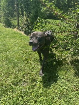 RONNO - American Pit Bull Terrier / American Pit Bull Terrier available for adoption