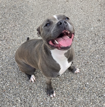 BLUEBERRY MUFFIN - American Pit Bull Terrier / Mix available for adoption