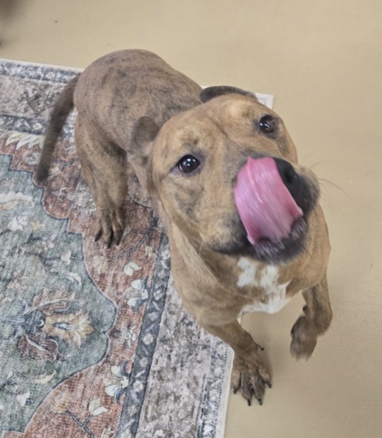 REX - American Pit Bull Terrier / Mix available for adoption
