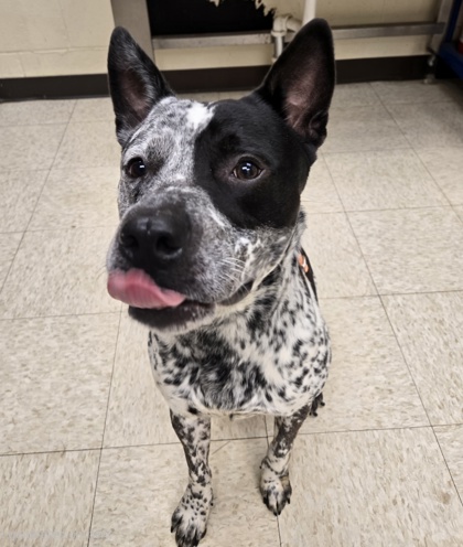 HUCKLEBERRY PIE - American Pit Bull Terrier / Retriever available for adoption