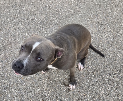 BLUEBERRY MUFFIN - American Pit Bull Terrier / Mix available for adoption