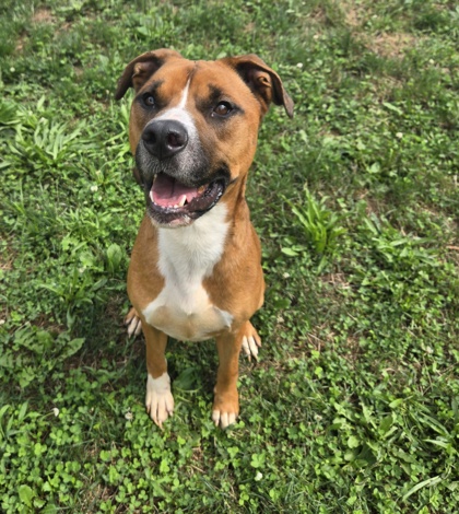 TUCKER - Retriever / American Pit Bull Terrier available for adoption