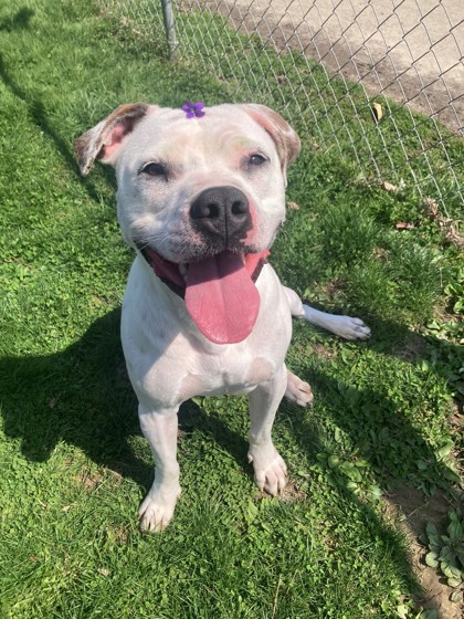 CRANBERRY - American Pit Bull Terrier / Mix available for adoption