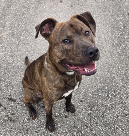 MAXIMUS - American Staffordshire Terrier / Mix available for adoption