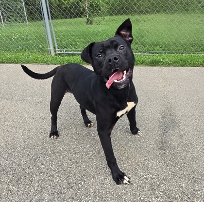 ZORRO - American Pit Bull Terrier / Mix available for adoption