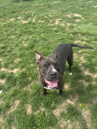 LOLLY - Boxer / Mix available for adoption