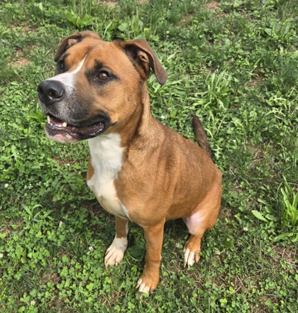 TUCKER - Retriever / American Pit Bull Terrier available for adoption