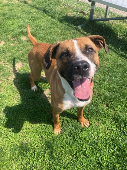 ROBERTO - Retriever / American Pit Bull Terrier available for adoption