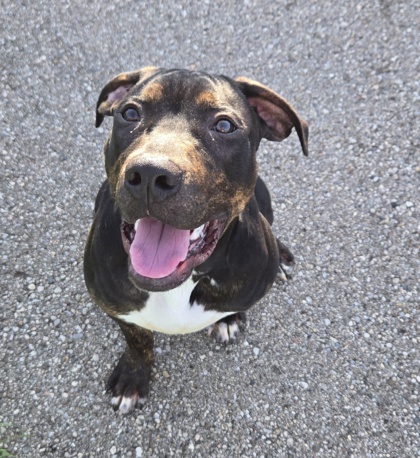 GOOFY - American Pit Bull Terrier / Mix available for adoption