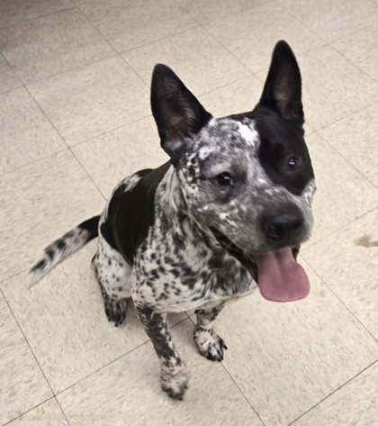 HUCKLEBERRY PIE - American Pit Bull Terrier / Retriever available for adoption