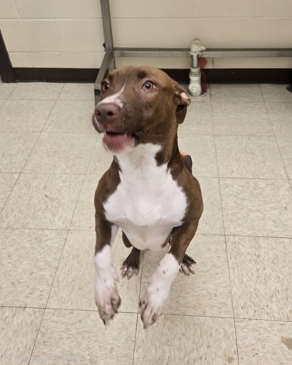 ECHO - American Pit Bull Terrier / Mix available for adoption
