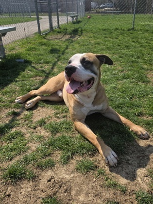 CASSIAN - Mastiff / Bully American - XL available for adoption