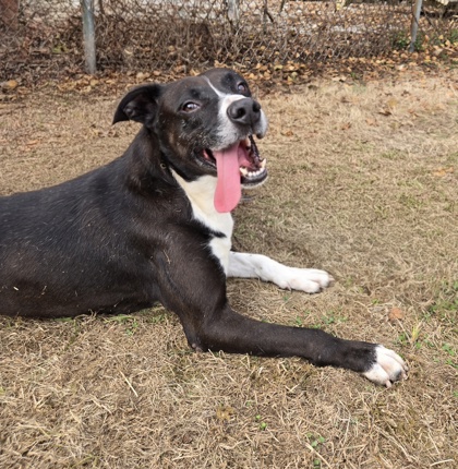 ZEUS - Labrador Retriever / Great Dane available for adoption