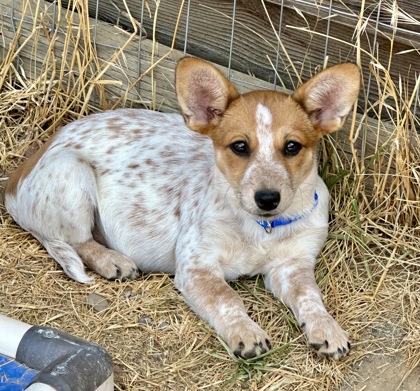 Tumbleweed photo