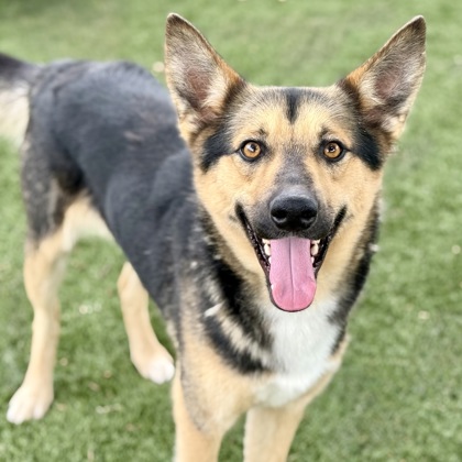 Samson photo
