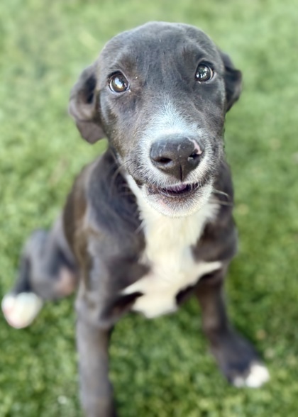 Bobbie photo