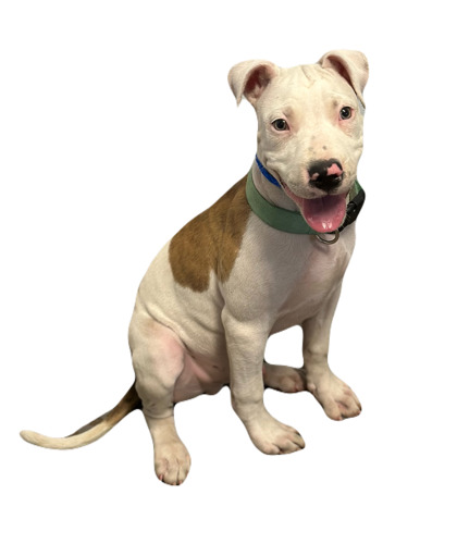 Wiggles photo