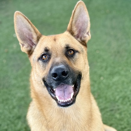 Kojak photo