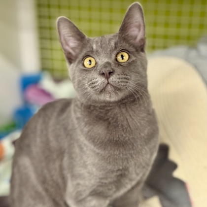 Mungo photo