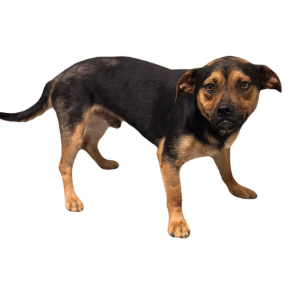 Pippin photo