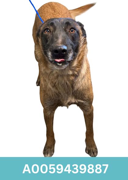 Tootsie photo