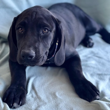 Dottie photo