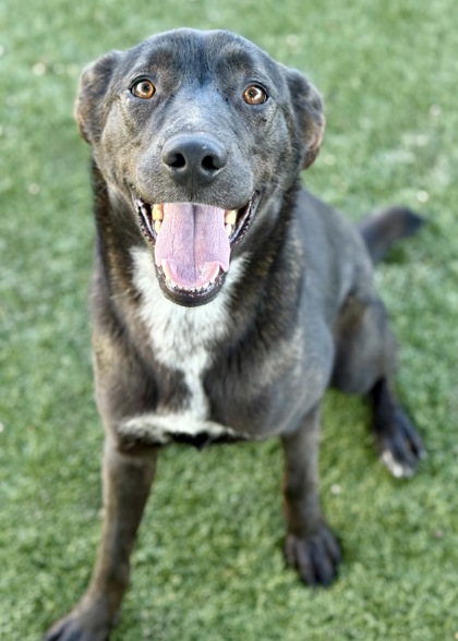 Moxie photo