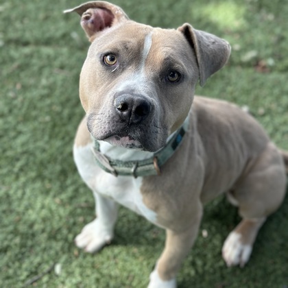 Vinnie photo
