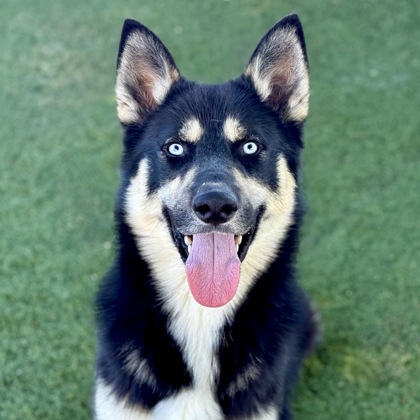 Dodger photo